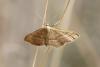 Idaea ochrata